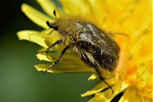 Tropinota sp.